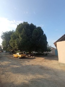 Сырдарьинская область, Навруз