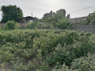 Ташкентская область, Газалкент