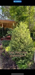 Дача Чорбог сотилади