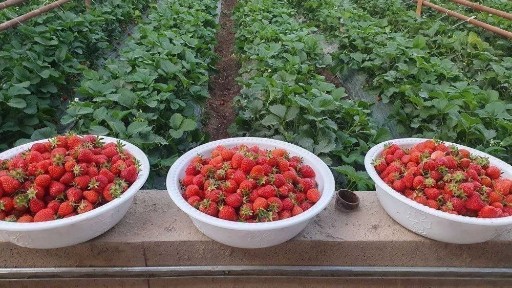 Ташкентская область, Искандар