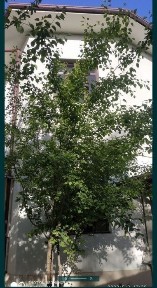 Ташкентская область, Назарбек