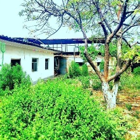 Qibray Mayski Mfy uy sotiladi 8 sotix 5 xona xona