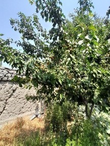 Самаркандская область, Дарбанд