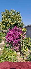 Ташкентская область, Нурафшан (Тойтепа)