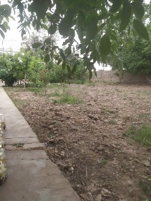 Ташкентская область, Нурафшан (Тойтепа)