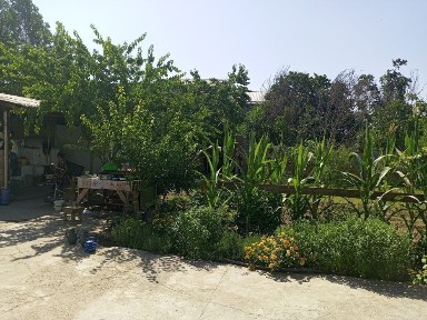 Ташкентская область, Нурафшан (Тойтепа)