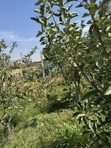 Ташкентская область, Кибрай