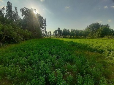 Ташкентская область, Газалкент