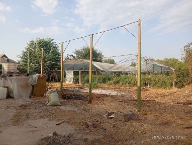 Чиназ, Олмазорда уй сотилади