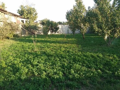 Ташкентская область, Зангиата