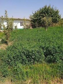 Ташкентская область, Кибрай