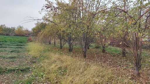 Ташкентская область, Нурафшан (Тойтепа)