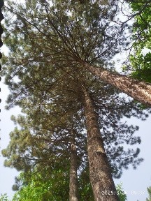 Ташкентская область, Янгиабад