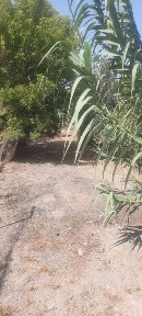 Ташкентская область, Чиназ