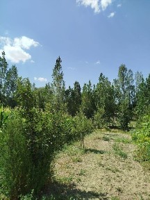 Джизакская область, Галлаарал