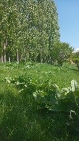 Ташкентская область, Газалкент