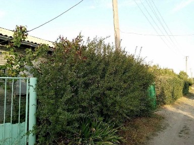 Ташкентская область, Пскент