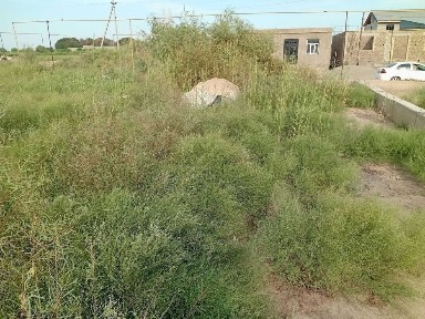 Урганч туман Туркманликда МФЙ дан Жой ўрни