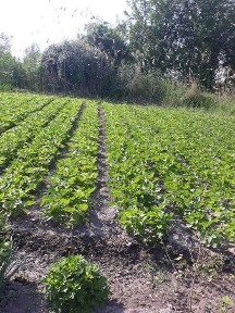 дом 150 кв. м. с участком 19 соток. Ташкентская область пос. Янги Хает