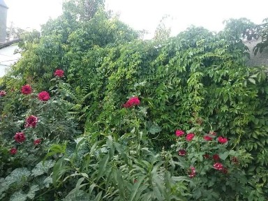 Ташкентская область, Ташкент, Мирзо-Улугбекский район