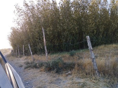 Uchastka sotiladi chelakda 50 sotikli