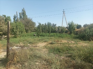 Ташкентская область, Чиназ