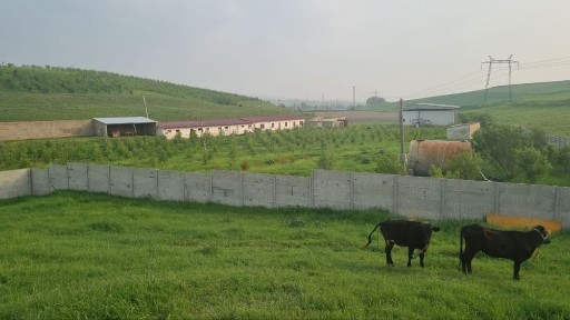 Ферма сотилади, молхона, Паркент тумани