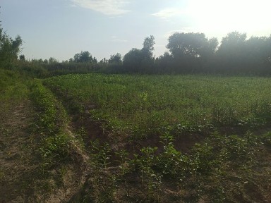 Каракалпакстан, Акмангит