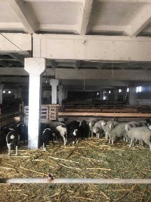 Ташкентская область, Нурафшан (Тойтепа)