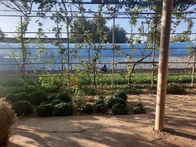 Ташкентская область, Янгиюль