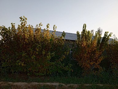 Uchastka sotiladi yoki moshin bn barter qilinadi