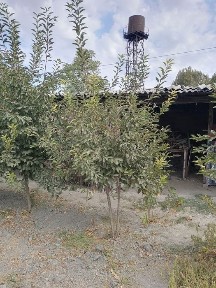 Ташкентская область, Нурафшан (Тойтепа)