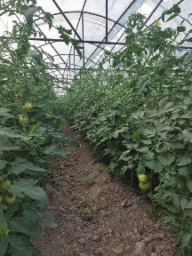 Ташкентская область, Кибрай