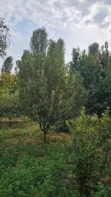 Ташкентская область, Ташкент, Бектемирский район