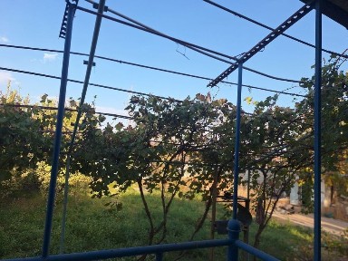 Зарафшон ОАЗИСда ховли