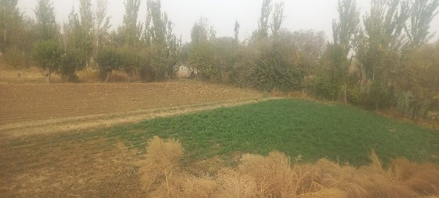 Hovli sotiladi sroshni