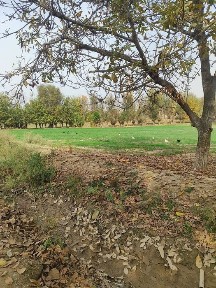 Уй сотилади Бука тумани бустон кичик калгансир 41а уй