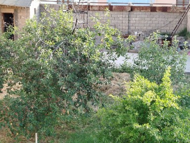 Ташкентская область, Кибрай