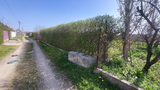 Ташкентская область, Пскент