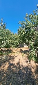 Дача Навбахор 6 соток