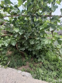 Тура жой сотилади 700 кв урганч т ок олтин