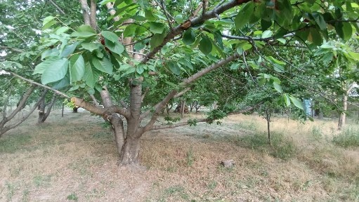 Под застройку, 15 соток, 2хона, угловой, есть сад, Сойлиқ, Ок-тош, Газалкент