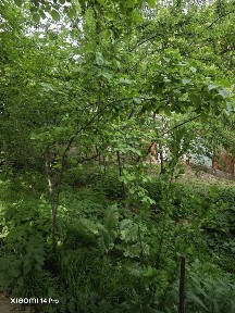 Участок 10 соток Чарвак Бочка