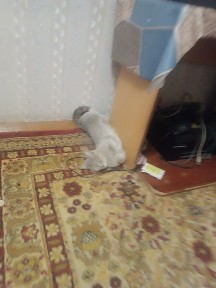 Ташкентская область, Ташкент, Чиланзарский район