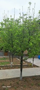 Hovli uy ijara arendaga beriladia