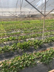 Notutar yer joyi 25 sotix