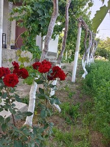 Zo‘r imkoniyat! tayyor 2 xonali uy va keng yer maydoni sotuvda.