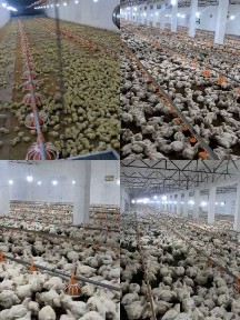 Surum, Bag'ishda 2.4 GA tovuq ferma sotiladi, Quyichirchiq tumani.