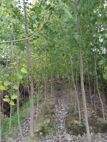 Андижанская область, Мархамат