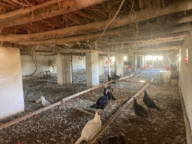 Ферма сотилади, пскентда